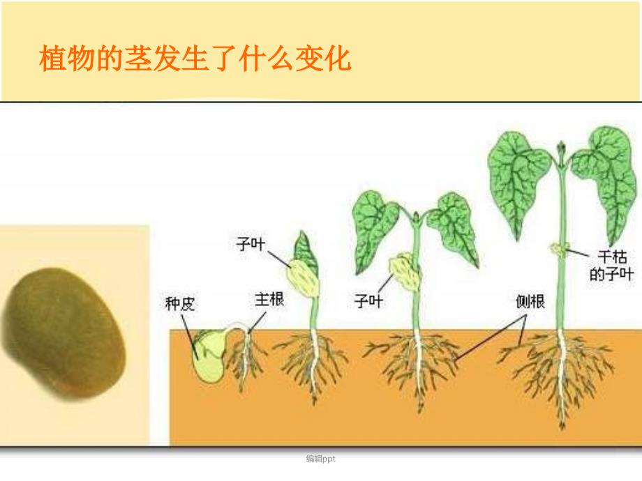 三年级下科学茎越长越高教科版共21张_第3页