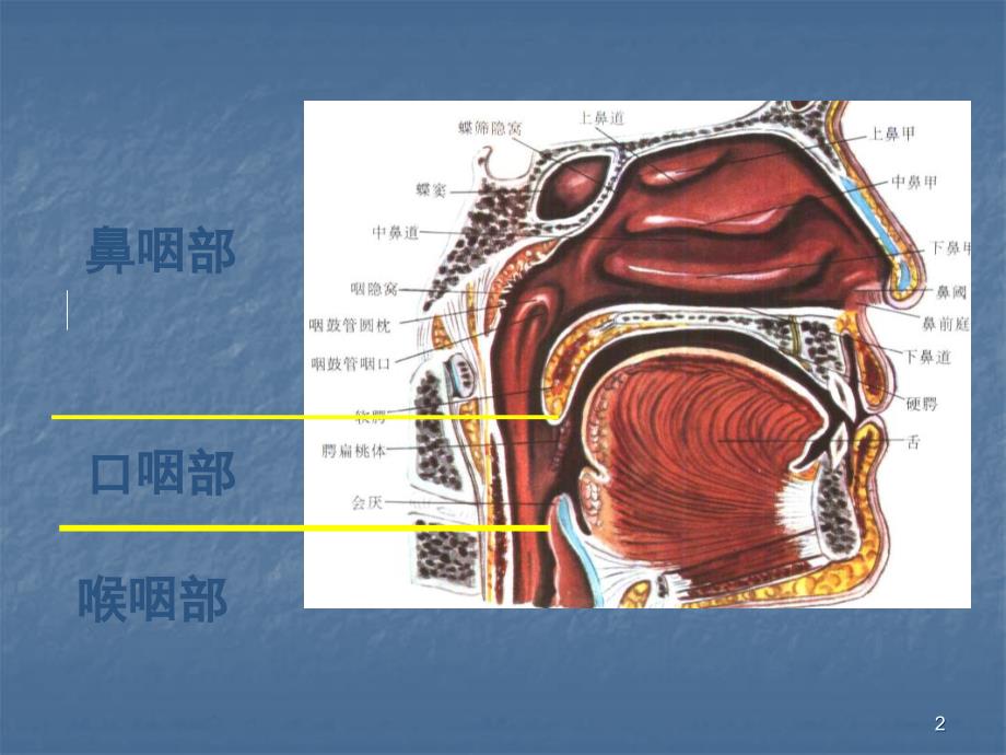 CT诊断学精品咽喉CTppt课件_第2页