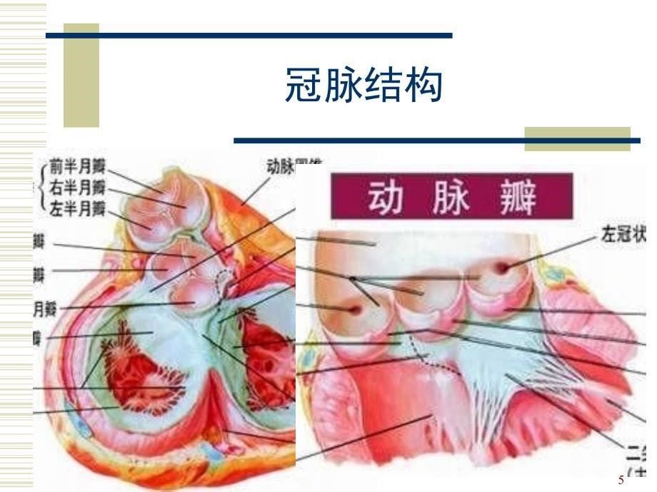 冠状动脉介入基础课堂PPT_第5页