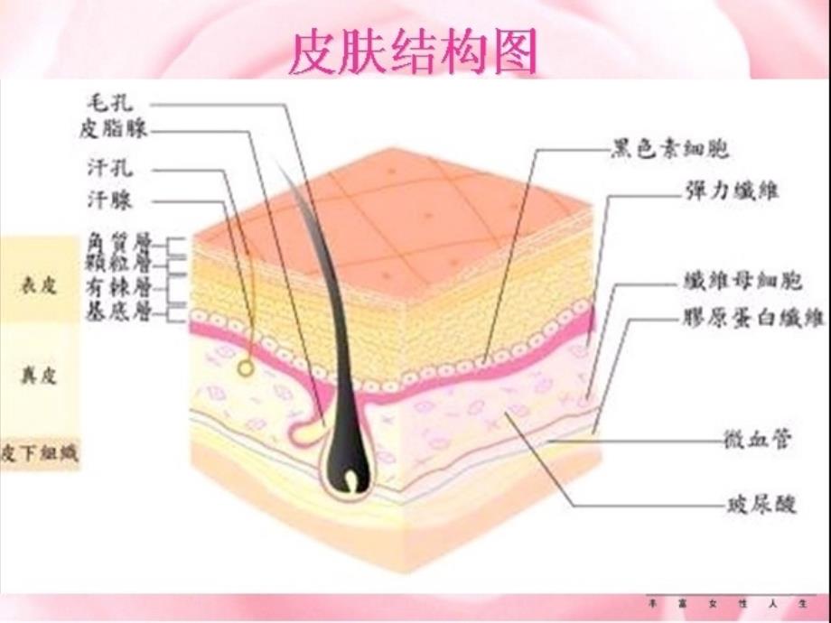 专业皮肤讲座痘痘PPT课件_第2页