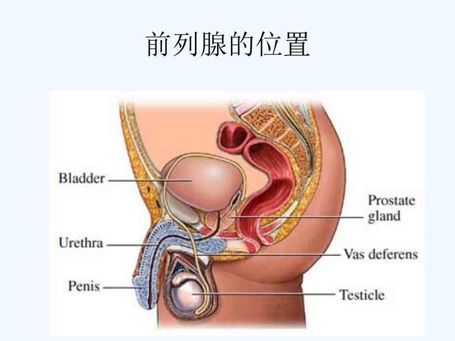 前列腺解剖和生理_第2页