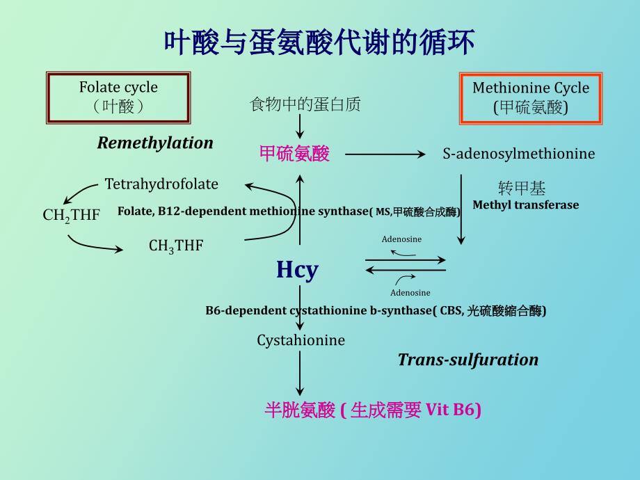 叶酸检测临床意义_第4页