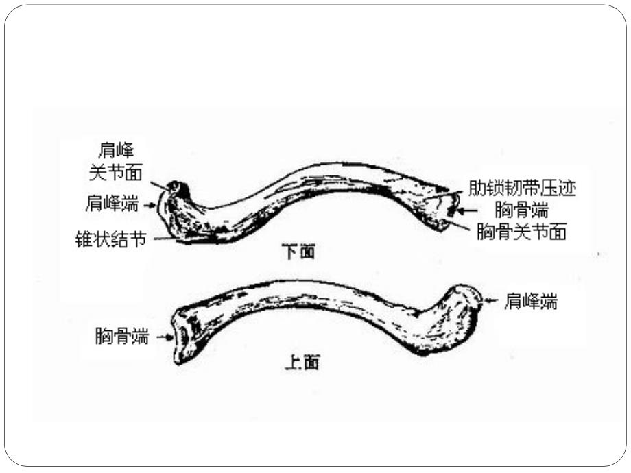 锁骨骨折[精华]_第3页