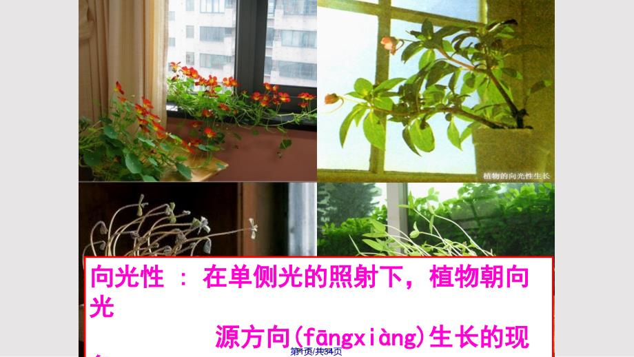 331植物生长素的发现实用教案_第1页