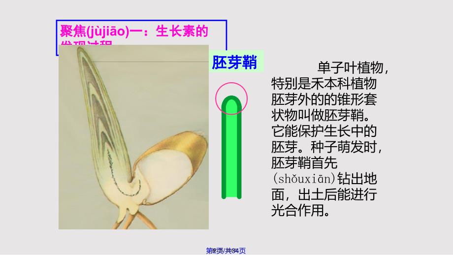 331植物生长素的发现实用教案_第2页