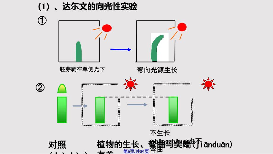 331植物生长素的发现实用教案_第4页