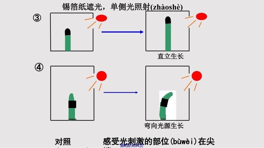 331植物生长素的发现实用教案_第5页