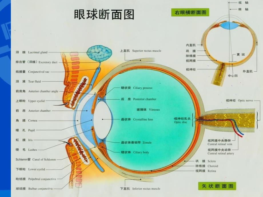 《眼病多媒体示教》PPT课件_第3页