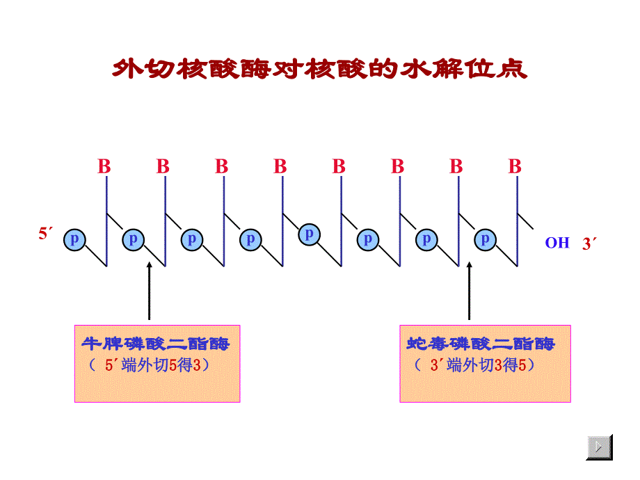 第八章核酸的酶促降解和核苷酸代谢_第4页