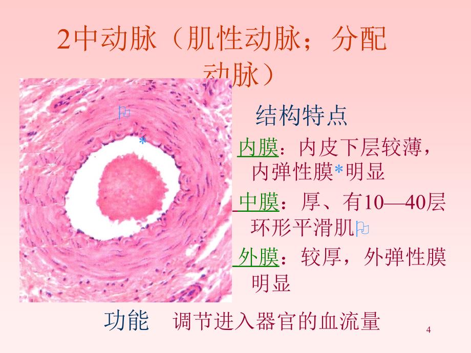 循环系统和免疫系统PP课件_第4页