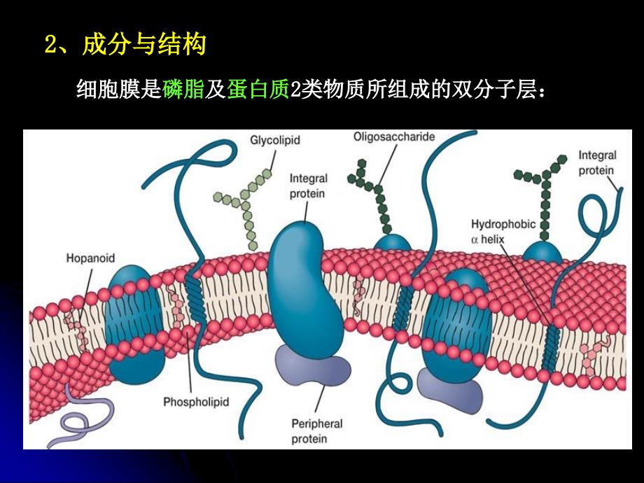 1章原核微生物080912_第4页