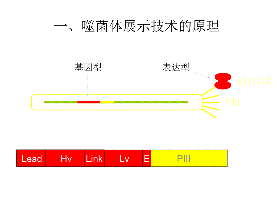 噬菌体展示技术的原理及应用_第2页