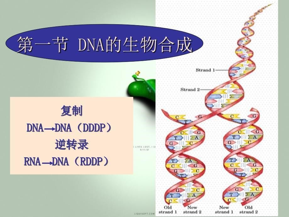 DNA合成081116_第5页