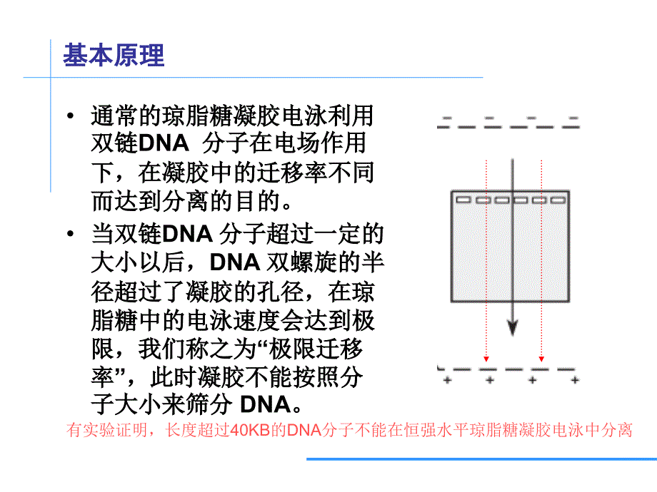 PFGE分型技术原理及标准仪器配置PPT32页_第3页