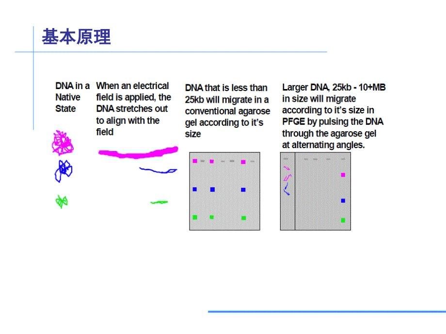 PFGE分型技术原理及标准仪器配置PPT32页_第5页