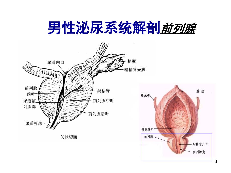 盐酸坦洛新的应用优势课件_第3页