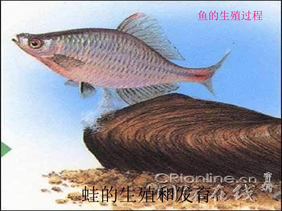 第三节其他生物的生殖精品教育_第2页