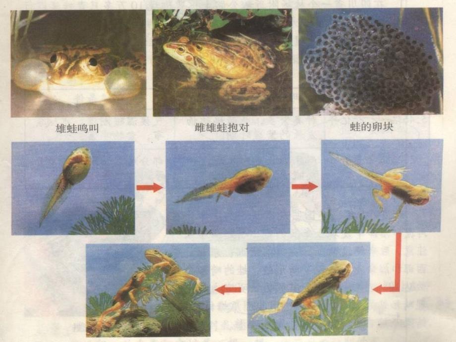 第三节其他生物的生殖精品教育_第3页