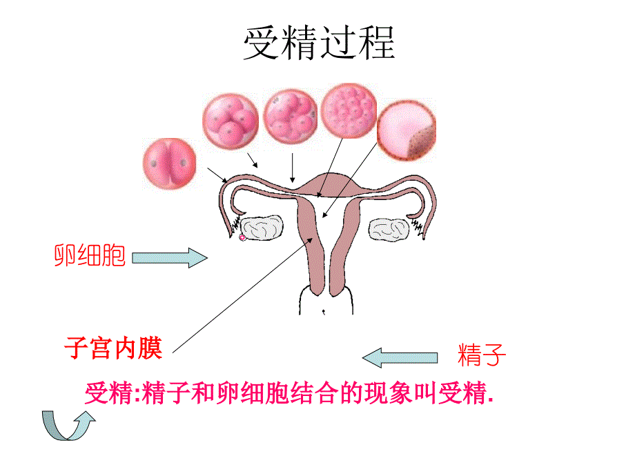 第三节其他生物的生殖精品教育_第4页