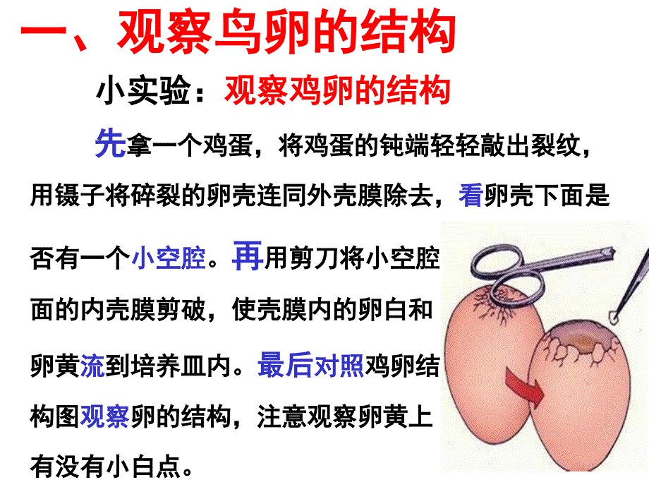 鸟的生殖与发育(好)_第2页