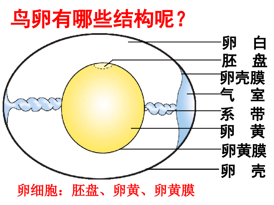 鸟的生殖与发育(好)_第3页