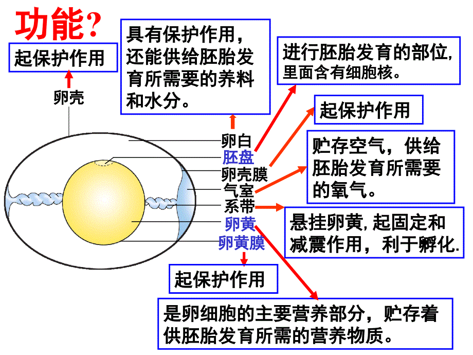 鸟的生殖与发育(好)_第4页