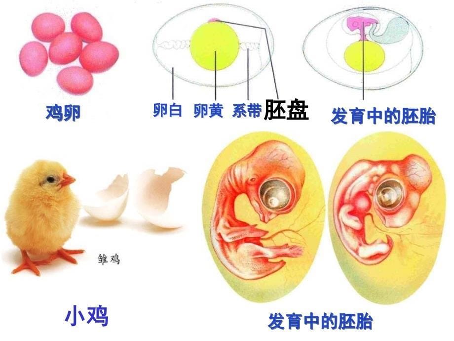 鸟的生殖与发育(好)_第5页