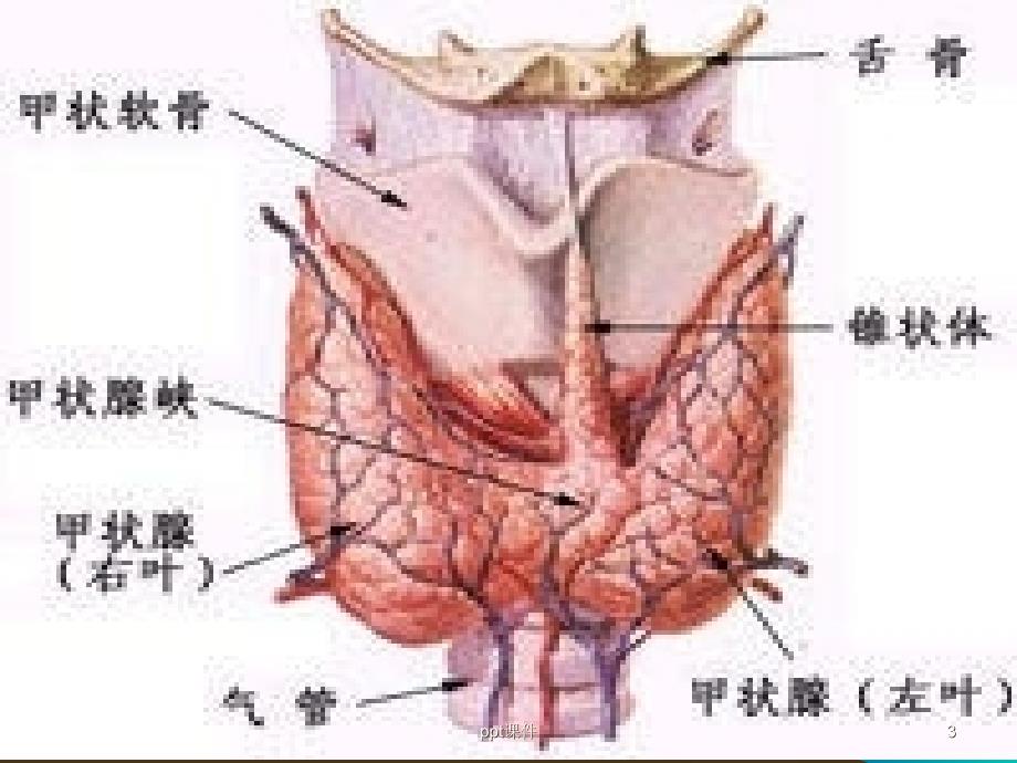 甲状腺疾病超声诊断ppt课件_第3页