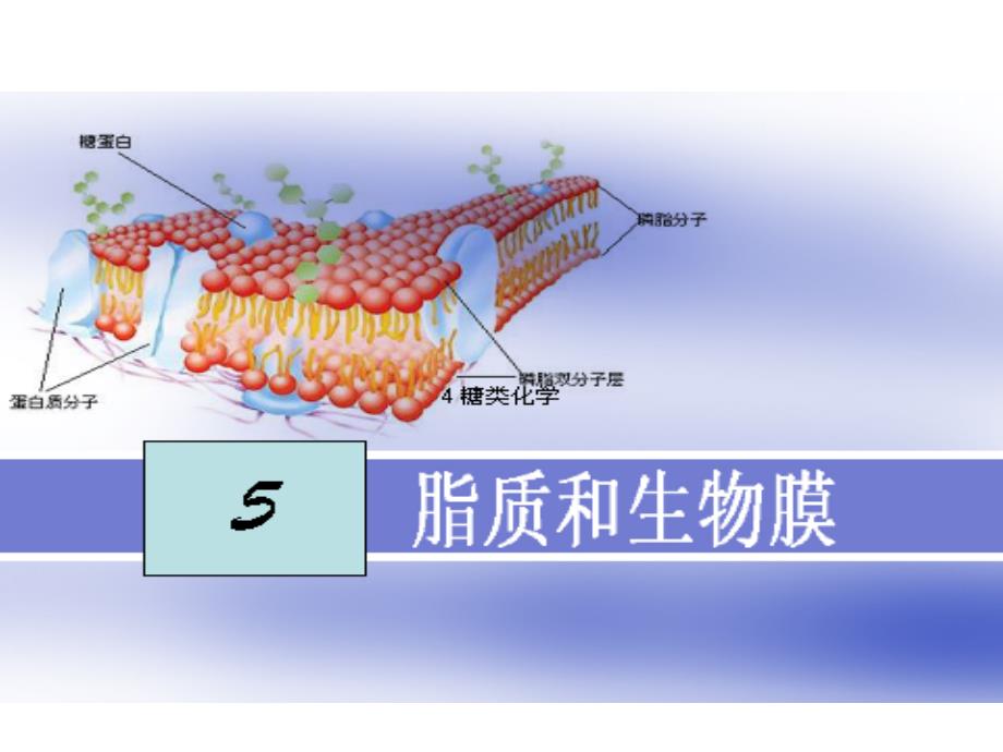 生物化学5脂质和生物膜.ppt_第1页