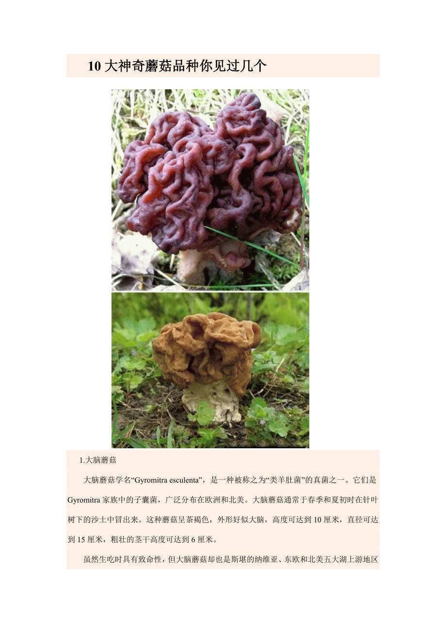 10大神奇蘑菇品种你见过几个.docx_第1页