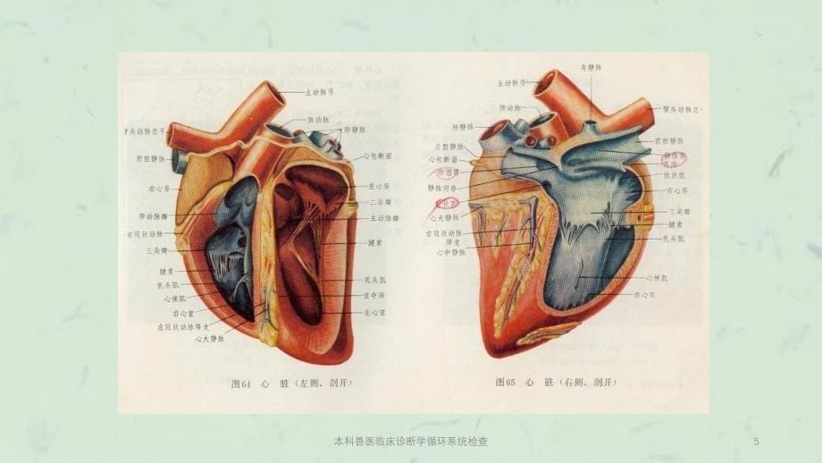 本科兽医临床诊断学循环系统检查课件_第5页