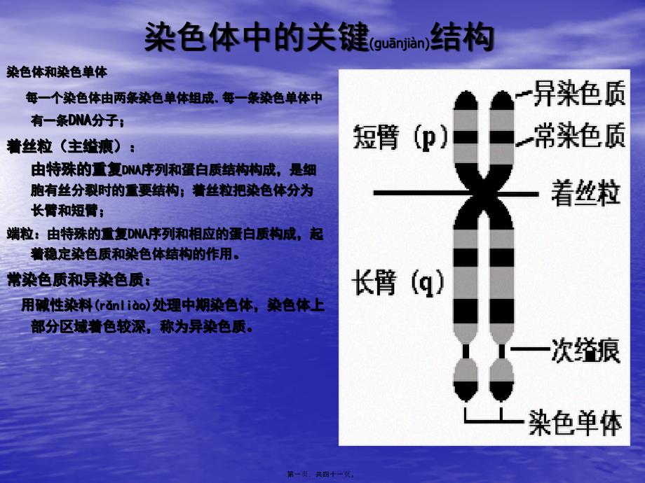 医学专题—染色质与染色体_第1页