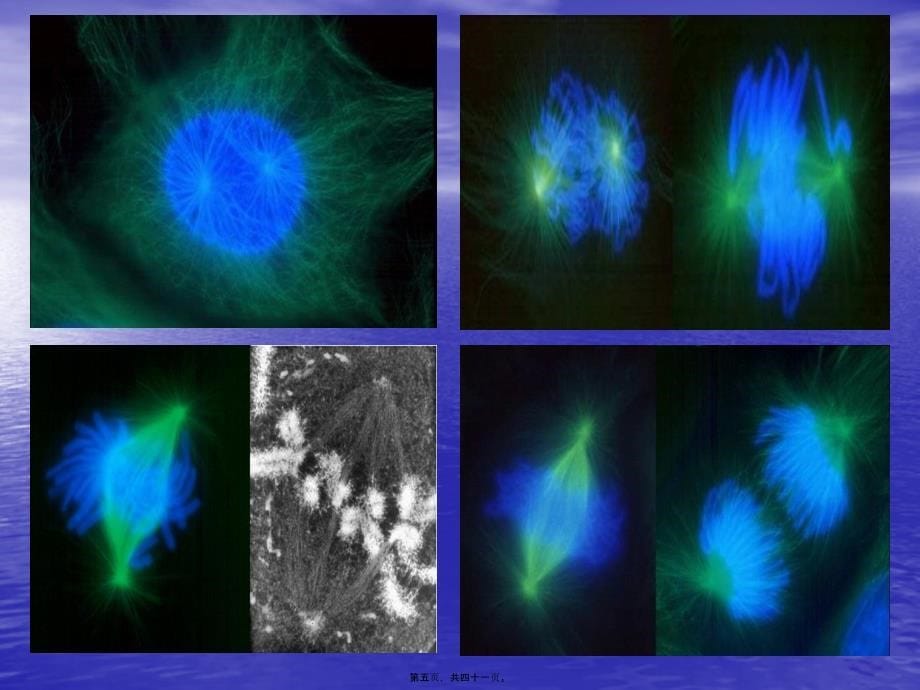 医学专题—染色质与染色体_第5页