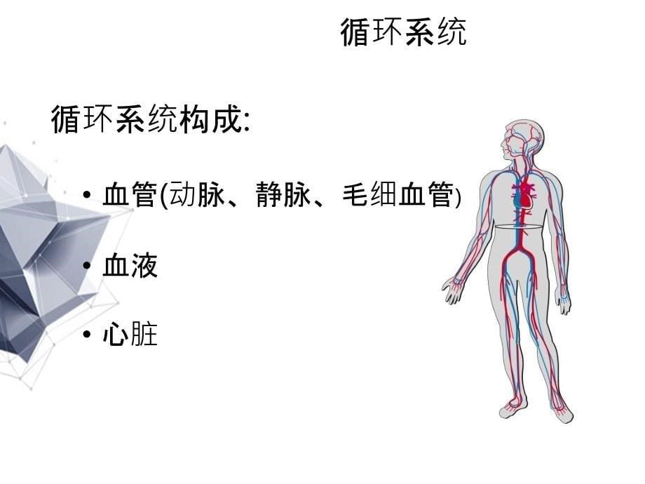 心脏解剖的专题_第5页