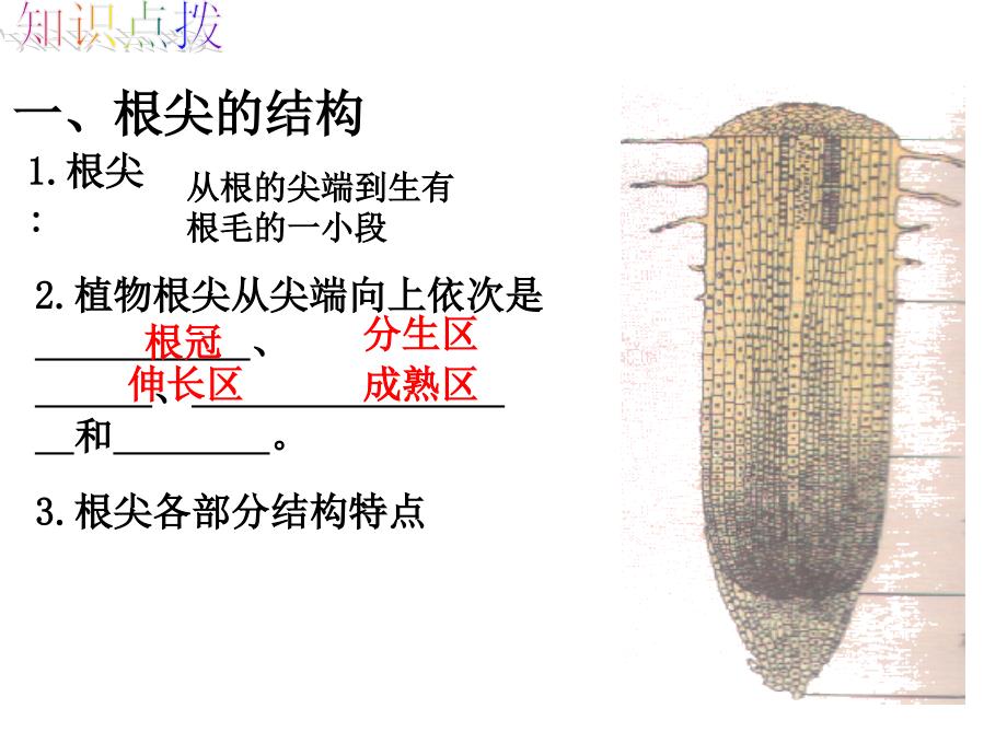 第二节根的生长精品教育_第3页