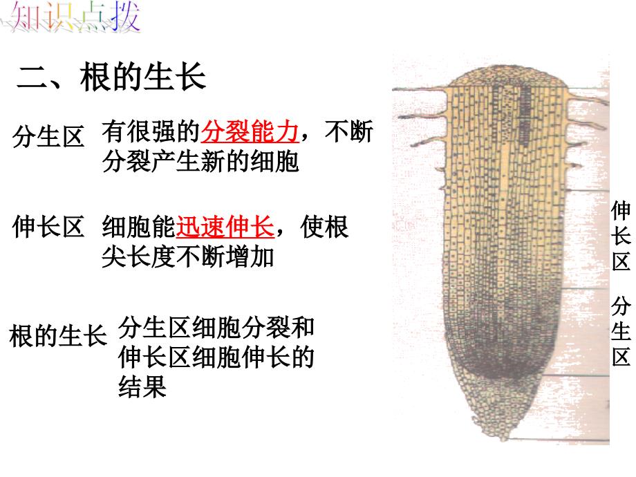 第二节根的生长精品教育_第4页