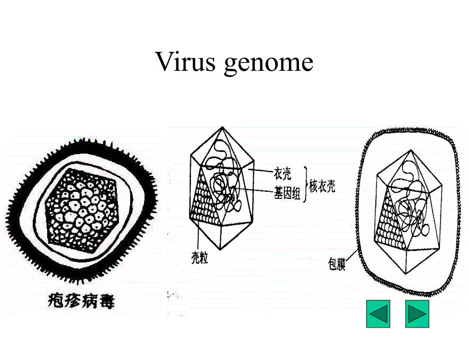 病毒基因组核酸的主要类型_第2页