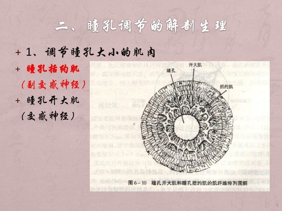 瞳孔的检查及其临床意义PPT优质课件_第5页