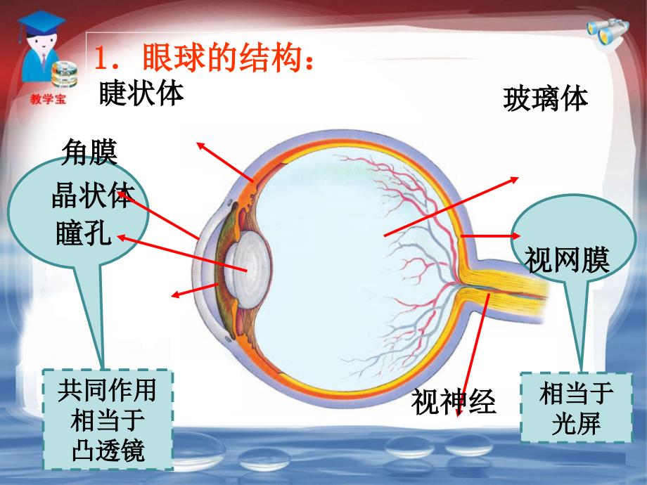 54眼睛和眼镜（修改）_第4页