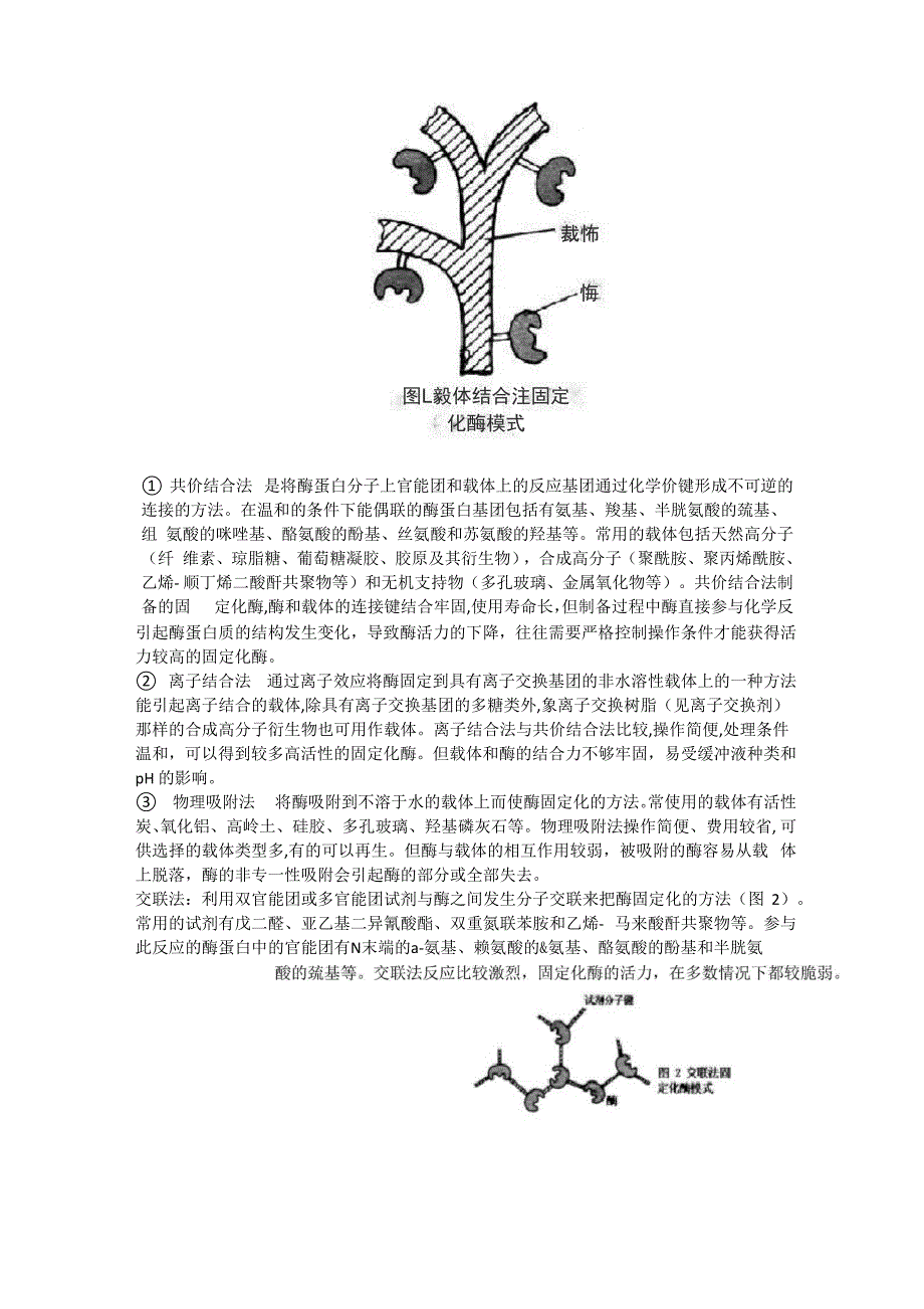 固定化酶制备及酶活力测定_第3页