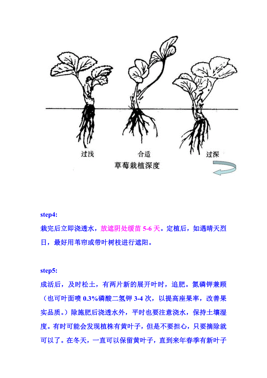 盆栽草莓栽培技术图解.doc_第3页