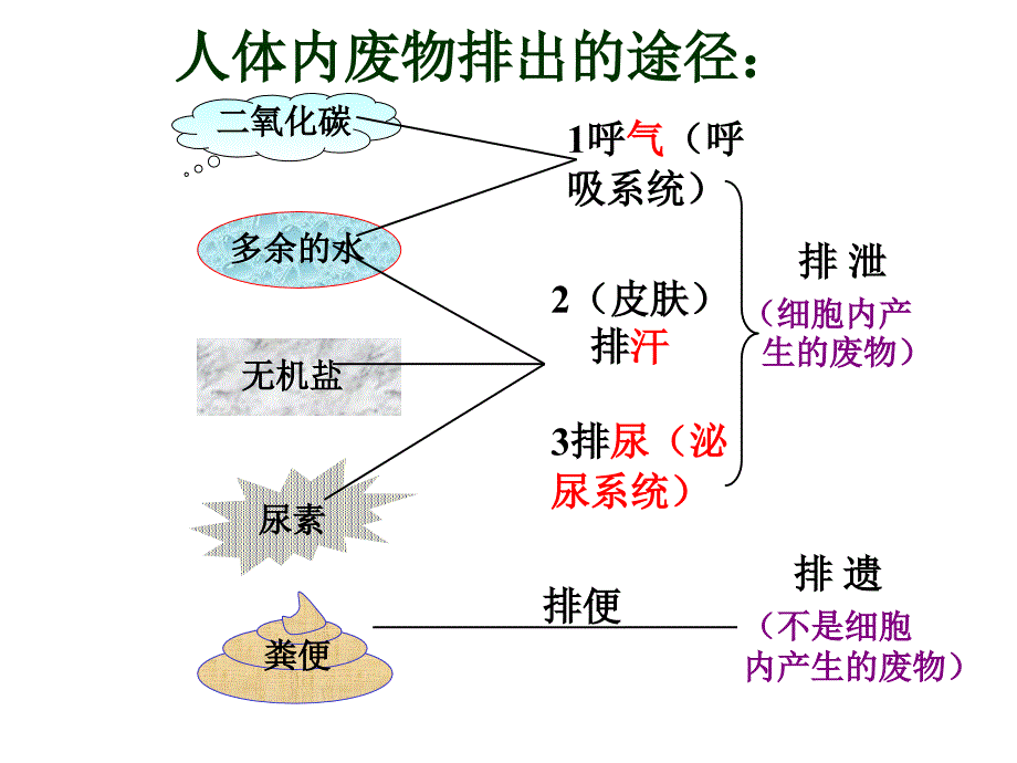 人体内废物的排出_第4页