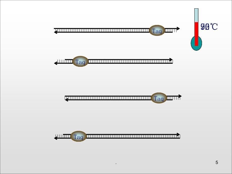 PCR原理动画示意全屏播放优秀课件_第5页
