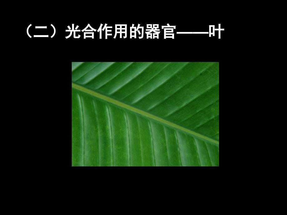 光合作用发现和叶片结构.ppt_第5页