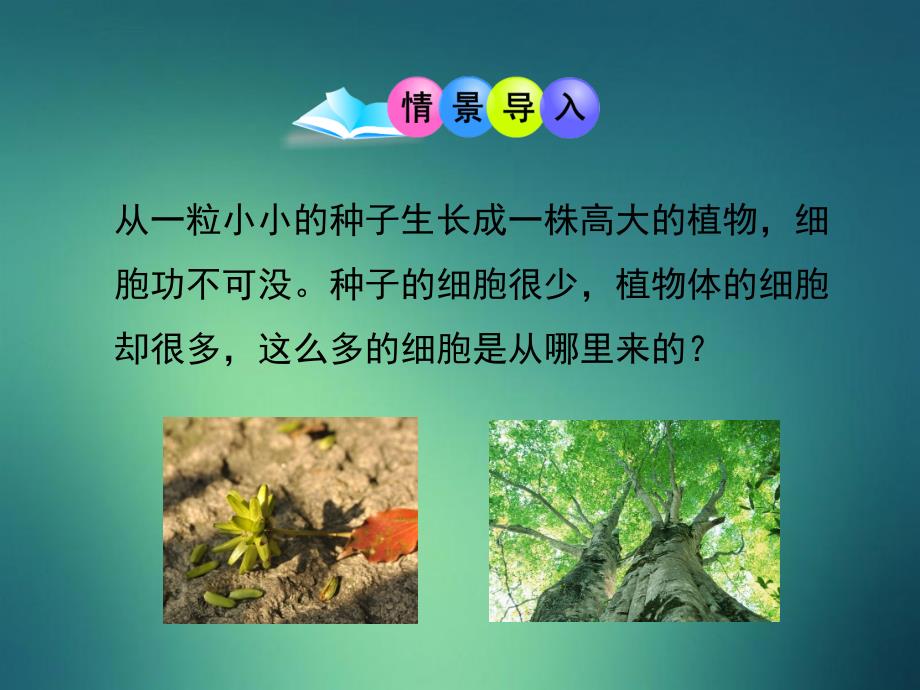 七年级生物上册1.2.2细胞的分裂与分化课件新版济南版_第2页