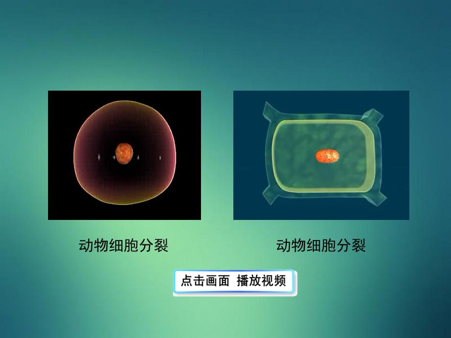 七年级生物上册1.2.2细胞的分裂与分化课件新版济南版_第5页