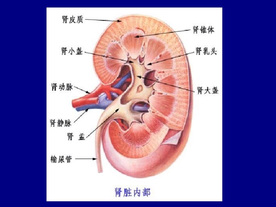 《生理学》第八章肾脏的功能_第3页