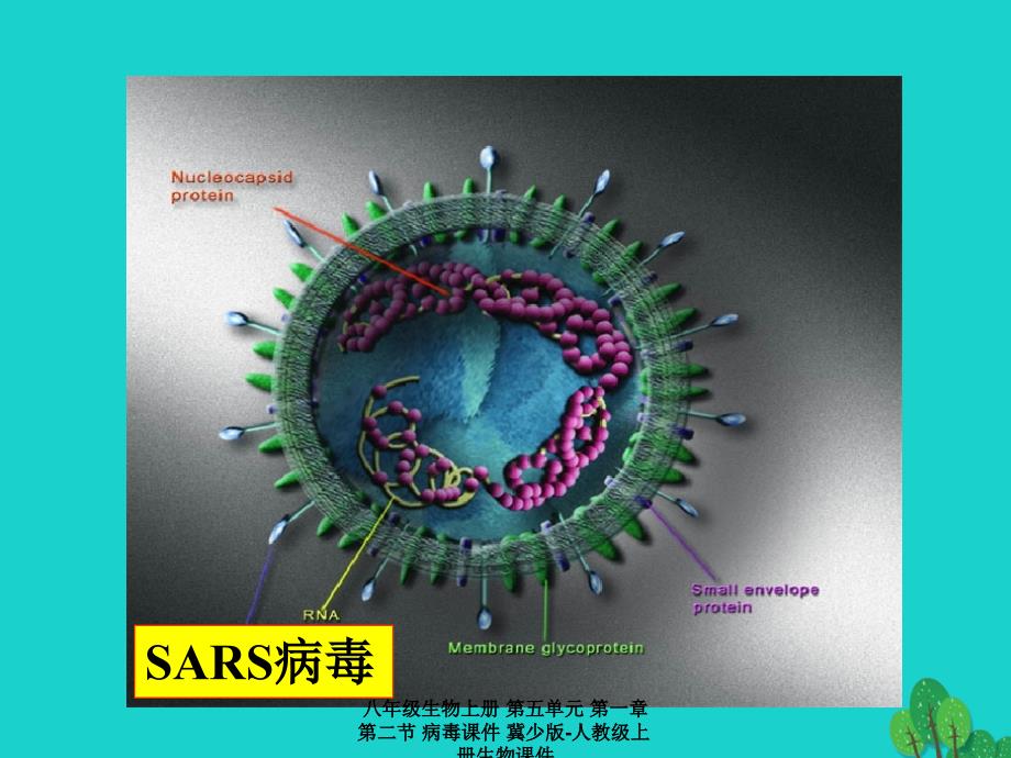 最新八年级生物上册第五单元第一章第二节病毒_第2页