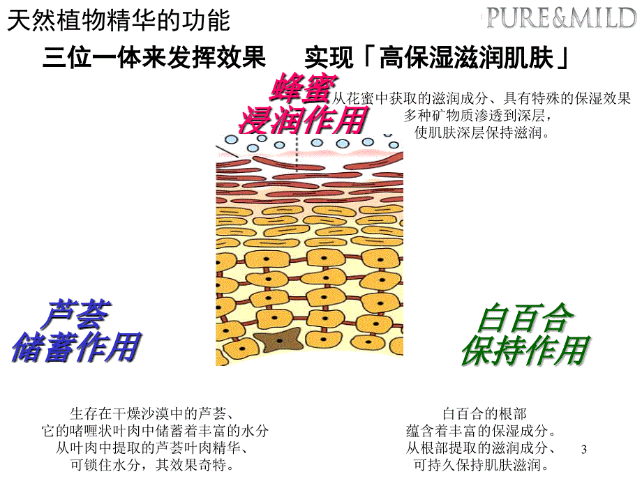 植物水润系列泊美_第3页