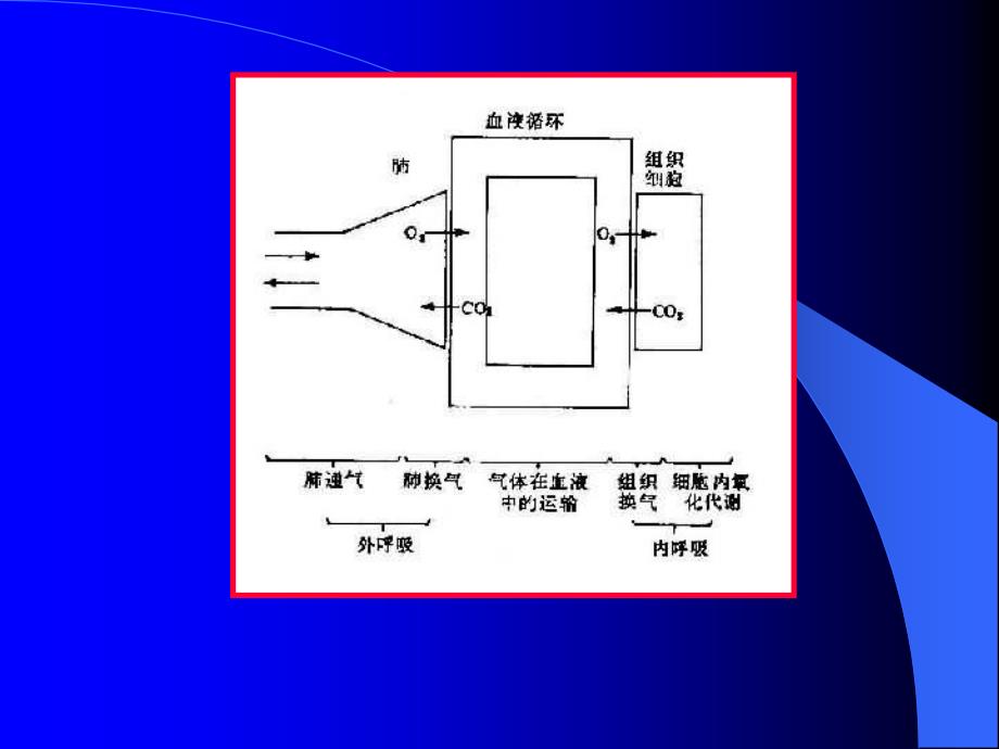 内科学教学课件：呼吸衰竭_第4页